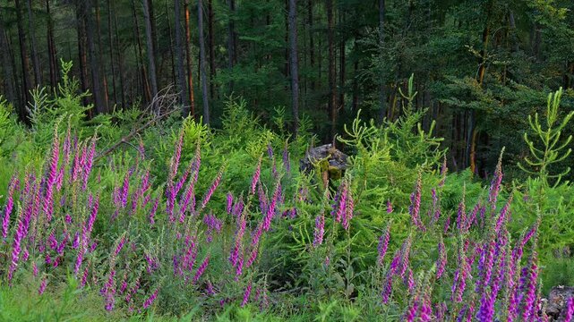 Rote Fingerhut, Digitalis purpurea, Wald, Sommer, Schlossau, Mudau, Odenwald, Baden-W&uuml;rttemberg, Deutschland, Europa