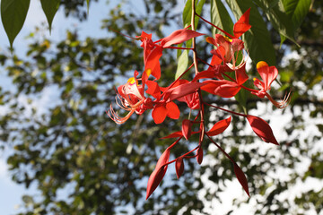 Pride of Burma Tree (Amherstia nobilis) with blooming flowers	