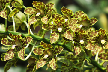 Bell orchid (Grammatophyllum scriptum) with blooming flowers