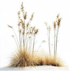 Fototapeta premium dry grass on a white background