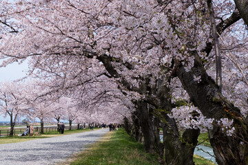 Obraz premium 春満開のあさひ舟川 舟川べり桜並木