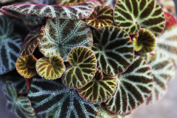Beautiful foliage plant Begonia ningmingensis dark form from limestone in China