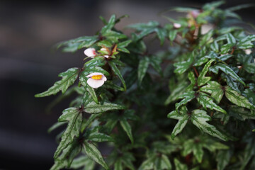 Maple leaf Caudex Begonia dregei Tweedle dee from South Africa