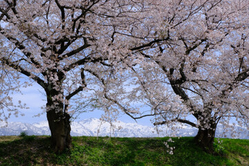 春満開のあさひ舟川 舟川べり桜並木見上げると青空と白い雲と雪をかぶった北アルプスの山々