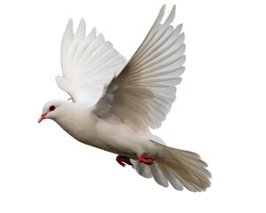 Obraz premium A majestic white dove in flight symbolizing peace and hope soaring against a stark black background with its wings fully extended showcasing delicate feather details AI Generative