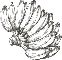 Hand-drawn sketch of a bunch of bananas, black and white illustration © Durjoy Art