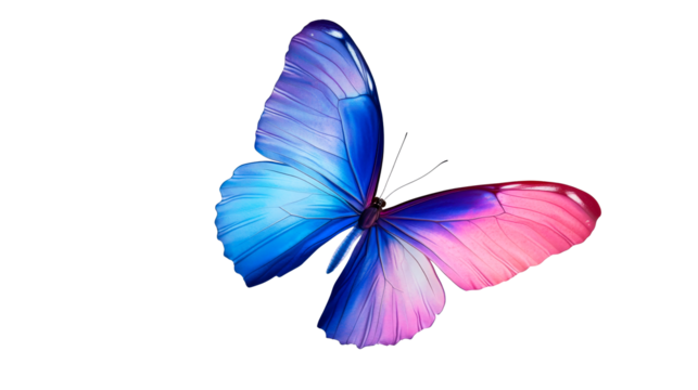 Colorful butterfly isolated on black, eye-catching, detailed , cut out transparent
