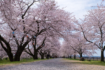 Obraz premium 春満開のあさひ舟川 舟川べり桜並木見上げると青空と白い雲