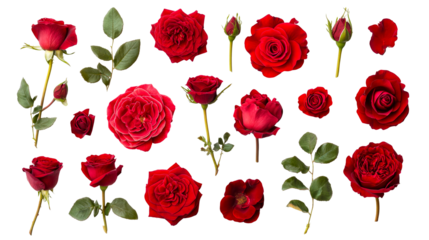 Red rose blossoms and stems, romantic floral set, cut out transparent