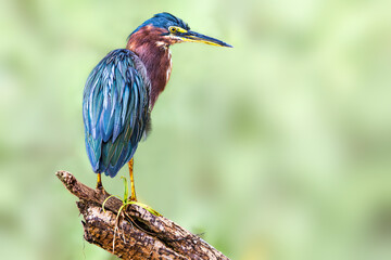 Green heron (Butorides virescens). Rio Grande de Tarcoles (Tarcoles River), Costa Rica. Selective focus on bird's eye