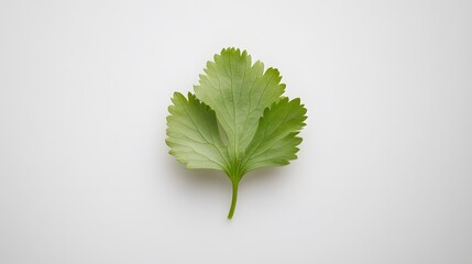 Fresh Coriander Leaf on White Background - Professional Food Photography