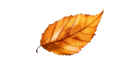 A completely transparent and isolated background optimized for digital stock images, ensuring seamless integration with various graphic designs and product mockups.