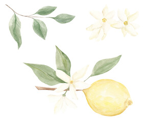 Painted watercolor lemons. Set of lemons for decoration. Food, juice. Citrus. Lemon clip art. Kitchen, cooking. Texture. Citrus branch. Italy, Spain. Tropics.