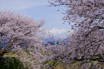 春満開のあさひ舟川 舟川べり桜並木見上げると青空と白い雲と雪をかぶった北アルプスの山々