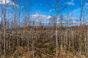 Overcrowded Birch Regeneration with Fallen and Competing Saplings &ndash; Forest Management Failure in Unmaintained Woodland