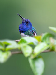 white-necked jacobin hummingbird