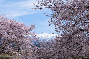 春満開のあさひ舟川 舟川べり桜並木見上げると青空と白い雲と雪をかぶった北アルプスの山々