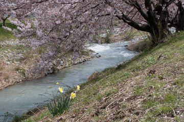 春満開のあさひ舟川 舟川べり桜並木