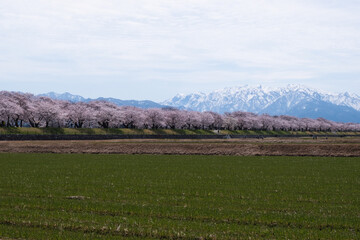 春満開のあさひ舟川 舟川べり桜並木見上げると青空と白い雲と雪をかぶった北アルプスの山々