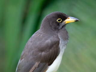 Brown Jay (psilorhinus morio)