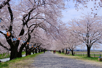 春満開のあさひ舟川 舟川べり桜並木見上げると青空と白い雲