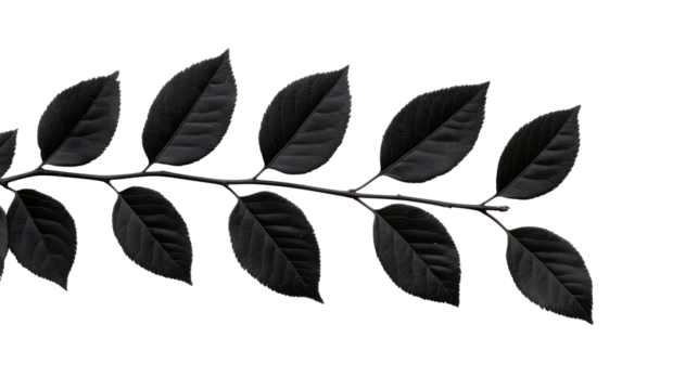 Black twig leaves, floral monochrome pattern, art decoration, cut out transparent