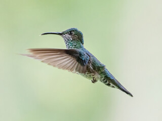 Female white-necked jacobin (florisuga mellivora)