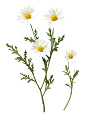 Fototapeta premium PNG White daisy flowers background floral green.