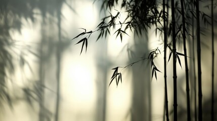 Silhouette Bamboo Forest in Misty Morning Light