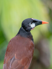 Montezuma Oropendola (psarocolius montezuma)