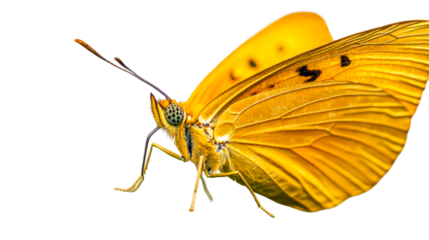 Yellow butterfly with dark spots rests its wings, cut out transparent