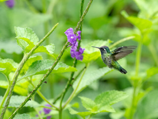 Violet-headed hummingbird (Klais guimeti)