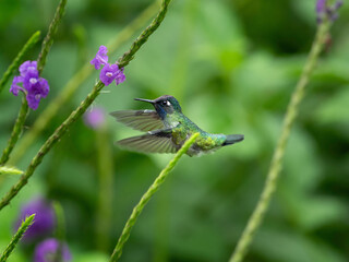 Violet-headed hummingbird (Klais guimeti)
