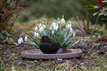 a male blackbird in a water bowl in the background with snowdrops	
