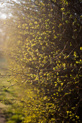 The first signs of a change of season, spring. Buds on trees in the park.
