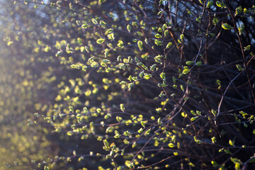 The first signs of a change of season, spring. Buds on trees in the park.
