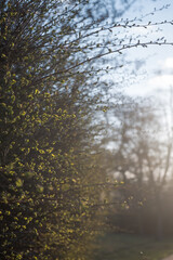 The first signs of a change of season, spring. Buds on trees in the park.
