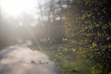 The first signs of a change of season, spring. Buds on trees in the park.

