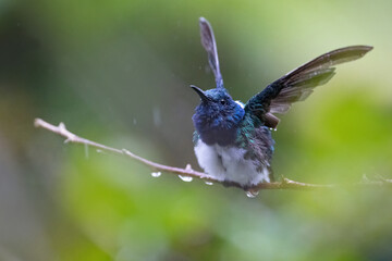 White-necked jacobin (florisuga mellivora) in the rain