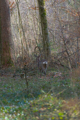 Discover a charming deer family in bern's lush forest—every photo exudes serene wildlife beauty and gentle elegance that invites you to explore nature’s quiet magic.