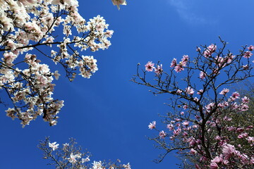 Blühende Magnolienzweige vor blauem Himmel