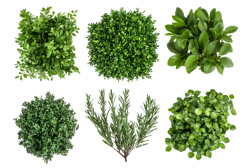 Assorted bushes, green plants variety on black background, cut out transparent