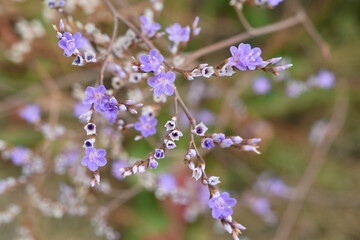 Branch of the sea-lavender (limonium) in bloom
