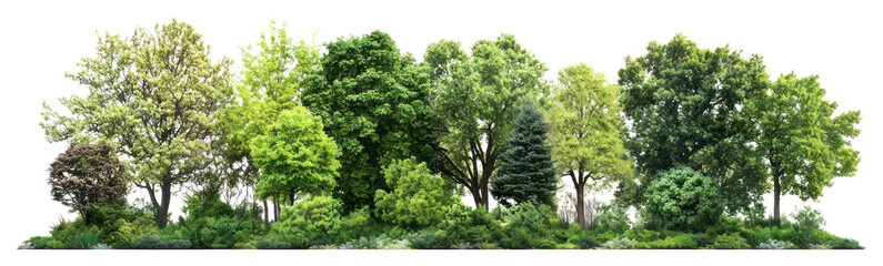 Obraz premium PNG Group of trees forest background landscape.