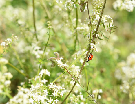 Close-up of a ladybird beetle sitting on the white bedstraw