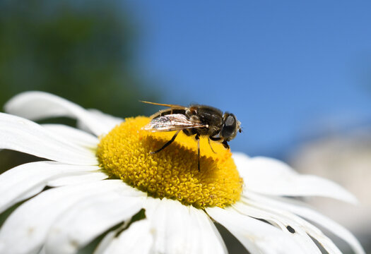 Close-up of the hoverfly sitting on the chamomile flower