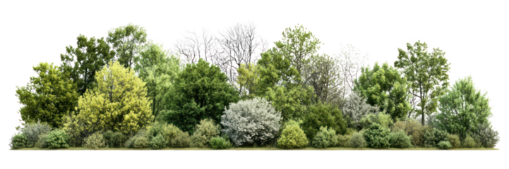 PNG Group of trees forest landscape scenery.