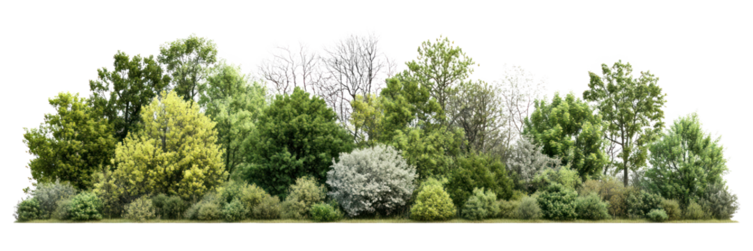 PNG Group of trees forest landscape scenery.