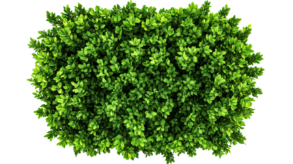 Green bush with small leaves, isolated on black, cut out transparent