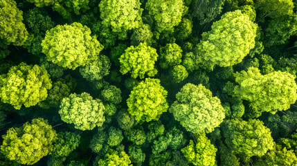 Naklejka premium Lush Green Pine Forest in Sunlight – Serene Nature Landscape